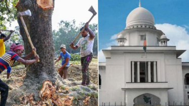 গাছ কাটতে লাগবে অনুমতি: হাইকোর্টের ঐতিহাসিক রায়