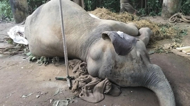 গুরুতর আহত হাতিটি মারা গেছে