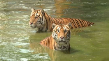 কালবৈশাখী ঝড়-গরম ও শিলাবৃষ্টি নিয়ে আবহাওয়া অফিসের পূর্বাভাস