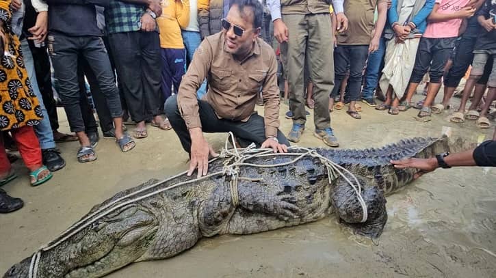 কুষ্টিয়ায় পদ্মা নদীতে জেলের জালে ধরা পড়লো কুমির 