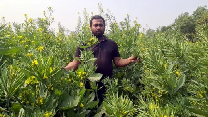 এক গাছে আধা কেজি সরিষা চাষে বাজিমাত জাফরের