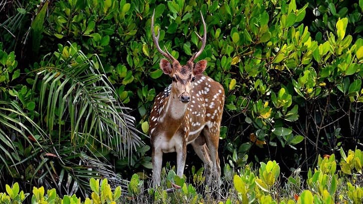 সুন্দরবন রক্ষায় ৯ দাবি জানিয়েছেন পরিবেশবাদীরা