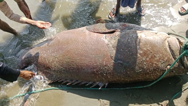 নাফ নদীতে ধরা পড়লো ২০০ কেজি ওজনের বিশাল ভোল মাছ